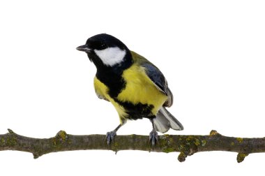 büyük baştankara üzerinde beyaz izole 