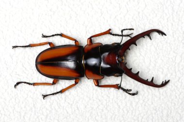 Stag beetle arka plan üzerinde 