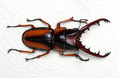 Stag beetle arka plan üzerinde 