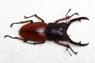 Stag beetle arka plan üzerinde 