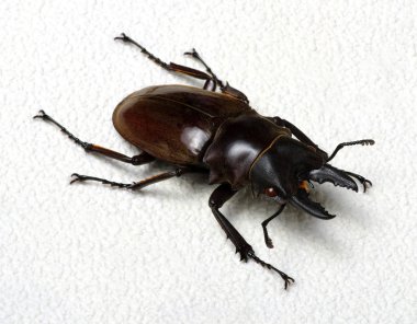 Stag beetle arka plan üzerinde 