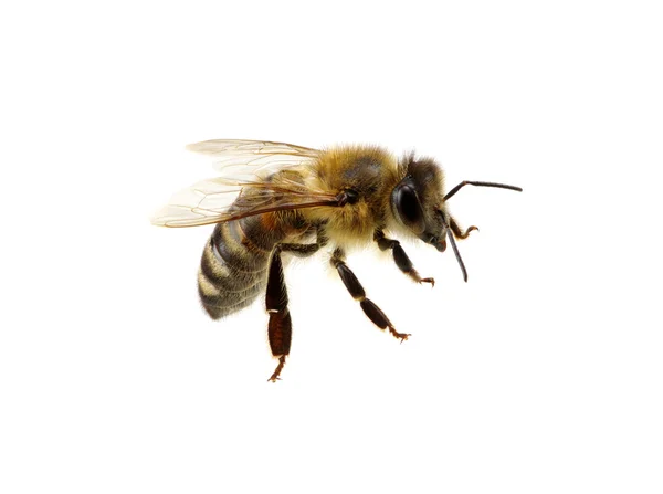 Abeja en el blanco — Foto de Stock