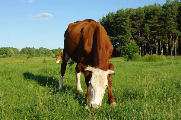 Kuh weidet auf einer grünen Wiese — Stockfoto