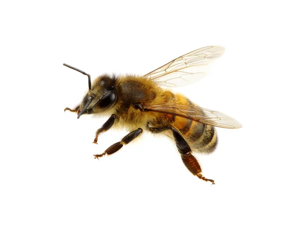 Bee op de witte — Stockfoto