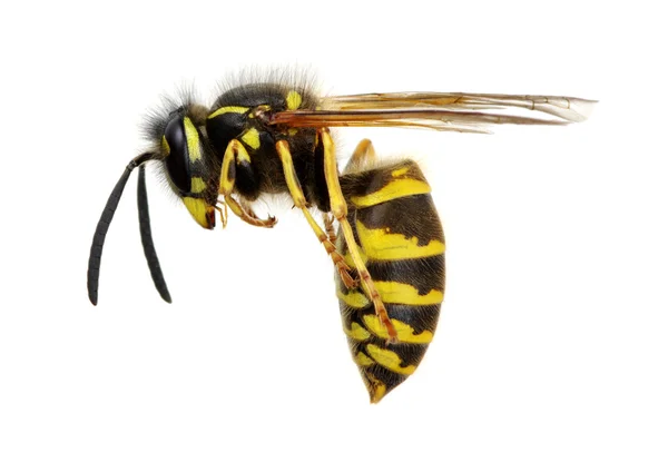 Wasp isolated on white — Stock Photo, Image