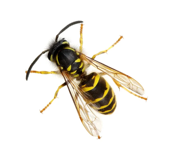 Wasp isolated on white — Stock Photo, Image