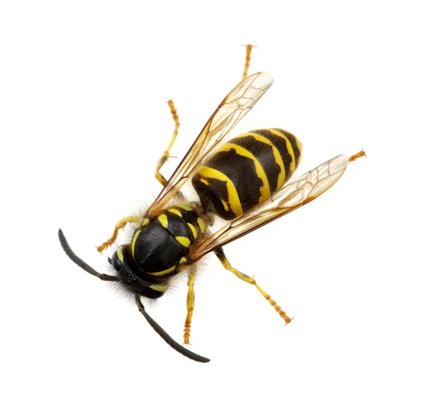 흰 바탕에 외따로 떨어져 있는 말벌 — 스톡 사진