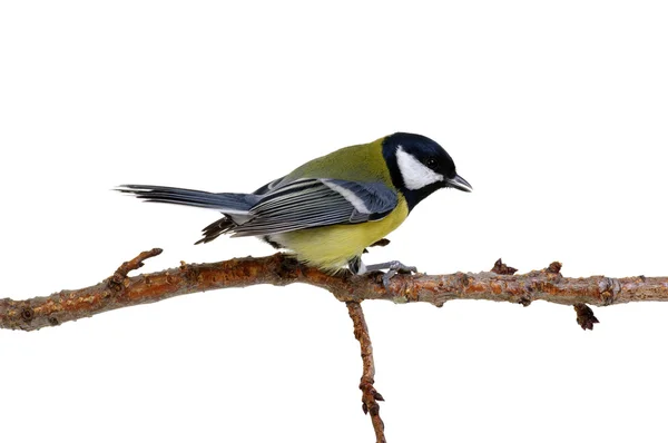 Great tit  isolated on white — Stock Photo, Image