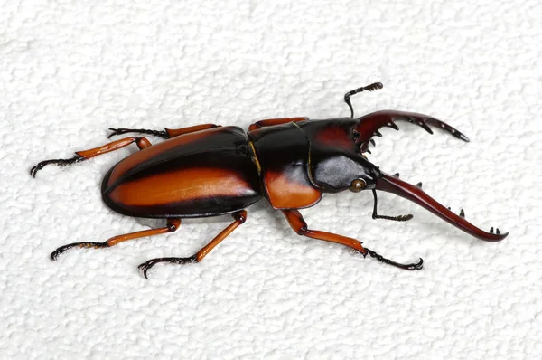 Stag beetle arka plan üzerinde — Stok fotoğraf