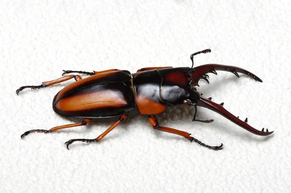 Stag beetle arka plan üzerinde — Stok fotoğraf