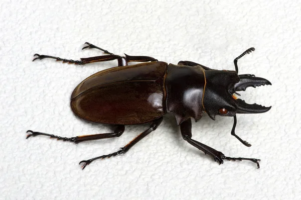 Stag beetle arka plan üzerinde — Stok fotoğraf