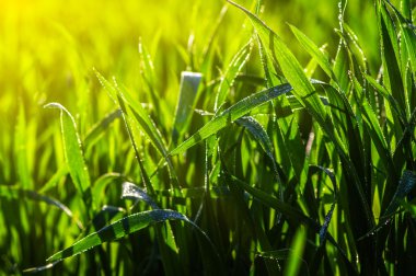  çim ve güneş ışığı