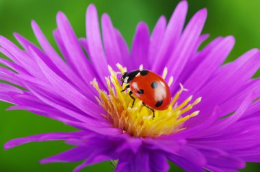 uğur böceği ve çiçek 