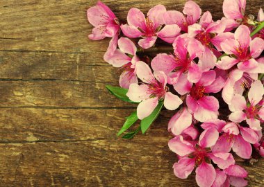 Ahşap arka plan bahar çiçekleri 