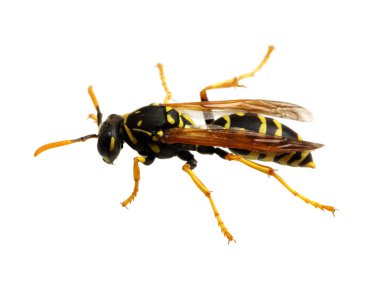 böcek üzerinde beyaz izole 