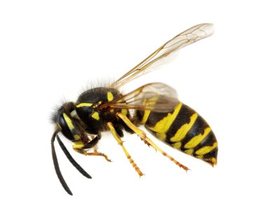 böcek üzerinde beyaz izole 