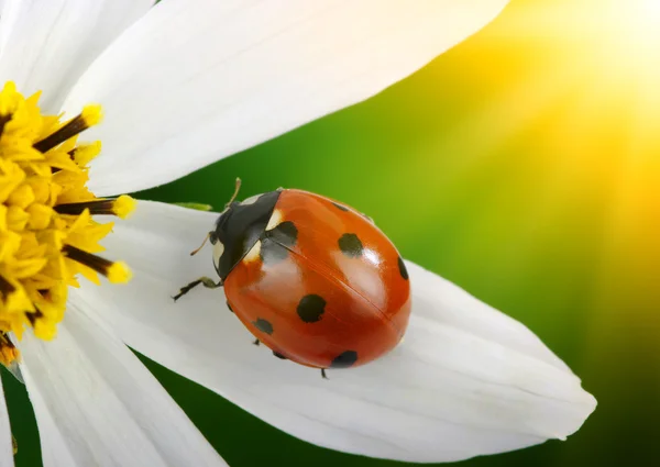 Insetto isolato su bianco — Foto Stock