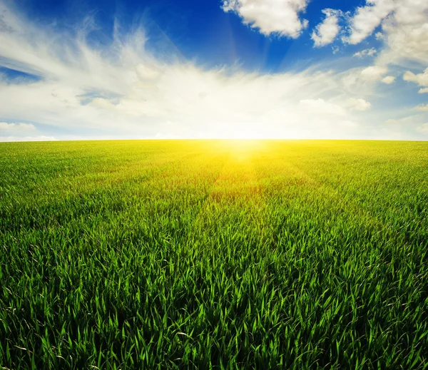 Field and sun — Stock Photo, Image