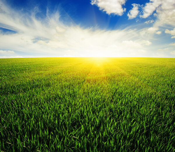 field and sun