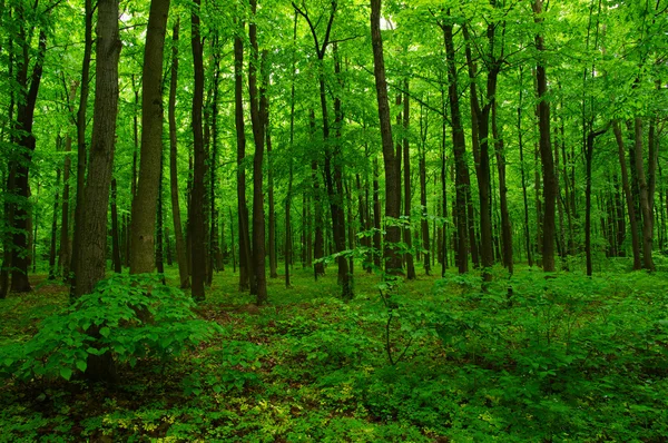 Prachtige groene woud — Stockfoto