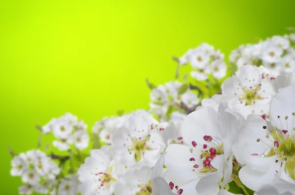 Spring blossom with soft blur background — Stock Photo, Image