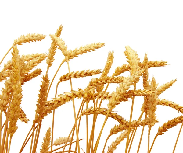 Пшеница изолирована на белом — стоковое фото