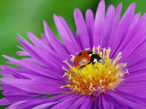 Lieveheersbeestje en bloem — Stockfoto