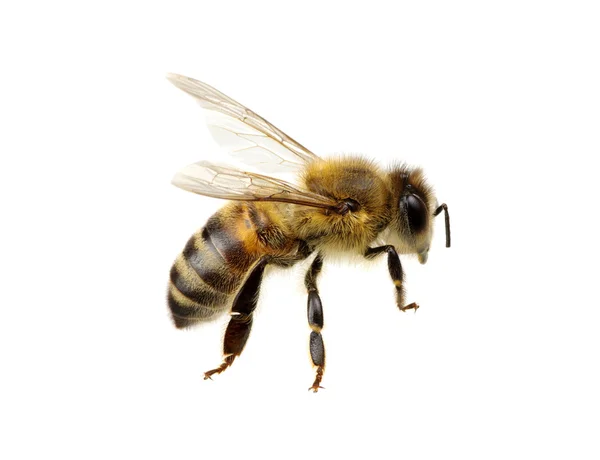 Bee on the white — Stock Photo, Image