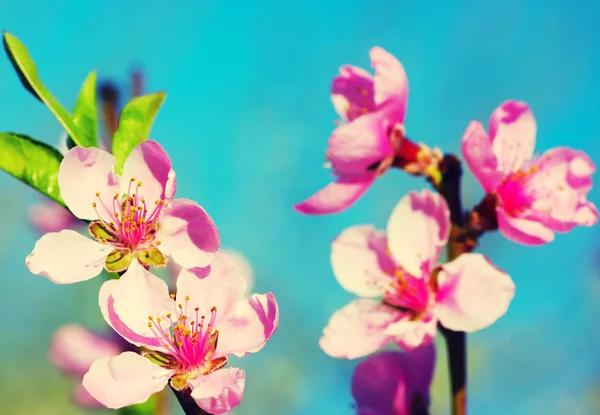 Spring blossoms on wood background — Stock Photo, Image