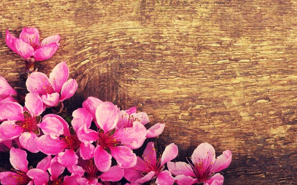 Frühlingsblüten auf Holz Hintergrund — Stockfoto