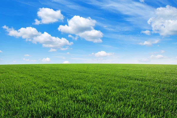 Campo y cielo — Foto de Stock