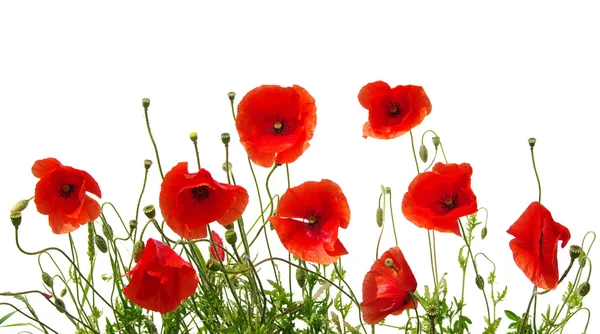 Red poppies on white — Stock Photo, Image