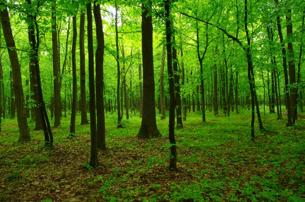 Schöner grüner Wald — Stockfoto