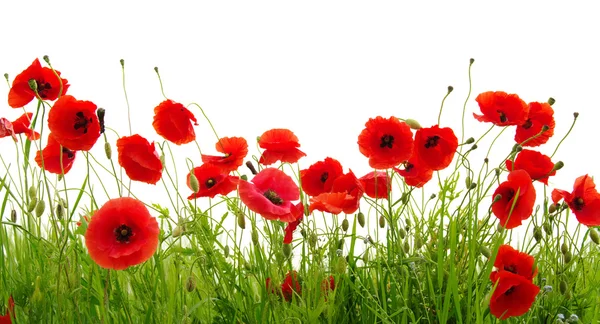 Amapolas rojas sobre blanco — Foto de Stock