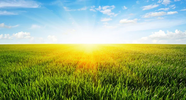 Campo y sol — Foto de Stock