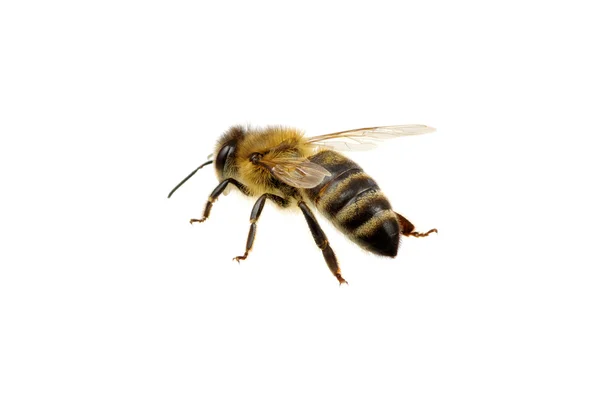 Bee biały — Zdjęcie stockowe