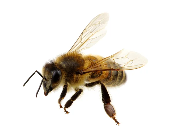 Abeja en el blanco — Foto de Stock