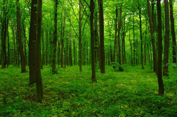 Belle forêt verte — Photo