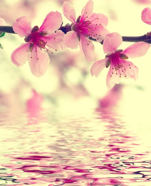 봄 꽃 나무 배경 — 스톡 사진