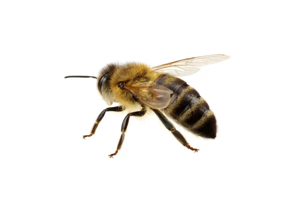 Abeja en el blanco — Foto de Stock