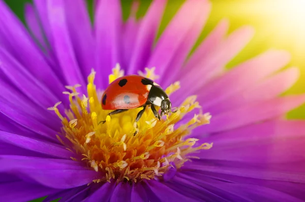 Mariquita y flor — Foto de Stock