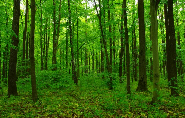 Hermoso bosque verde — Foto de Stock