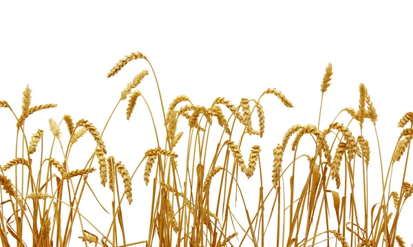 Wheat isolated on a white — Stock Photo, Image