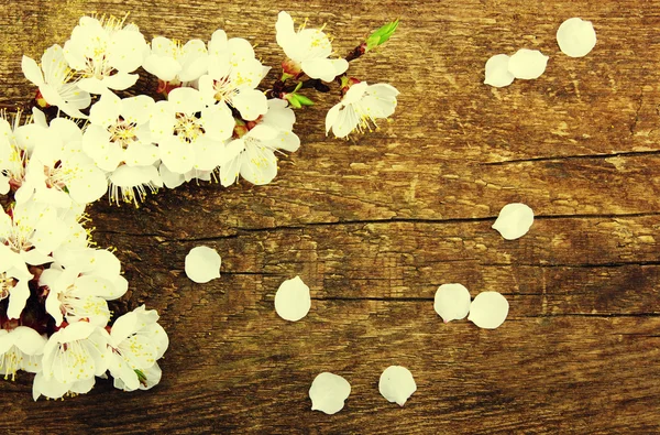 Spring blossoms on wood background — Stock Photo, Image