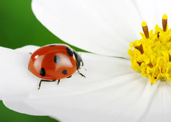 Marienkäfer und Blume — Stockfoto