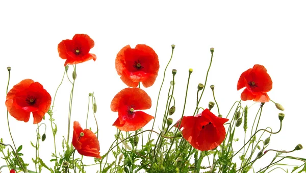 Red poppies on white — Stock Photo, Image