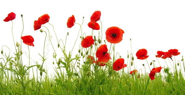 Red poppies on white — Stock Photo, Image