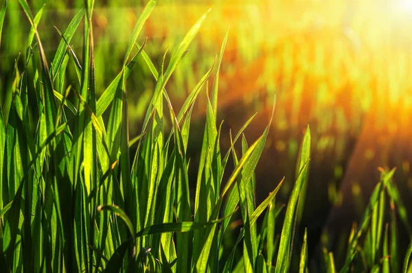 Erba e luce del sole — Foto Stock