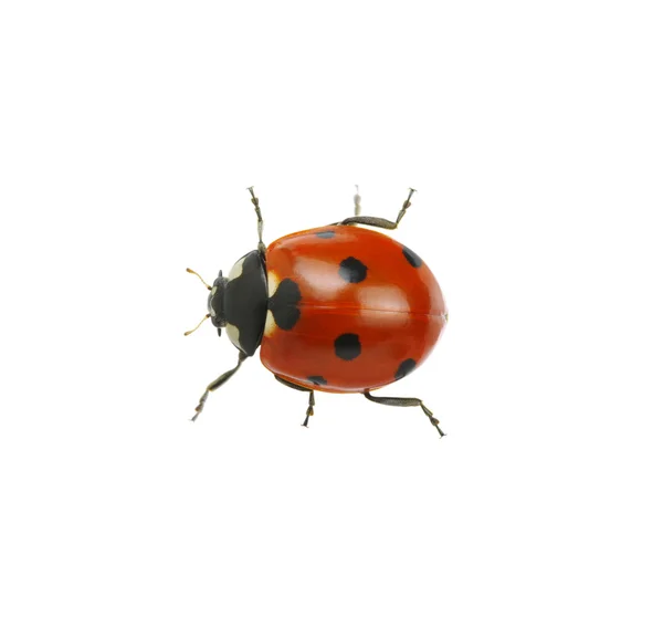 Ladybug isolated on white — Stock Photo, Image