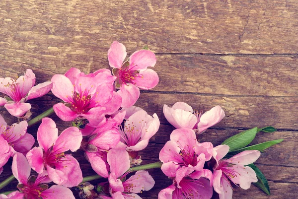 Flores de primavera no fundo de madeira — Fotografia de Stock